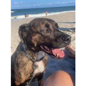 Lost Dog Shiloh