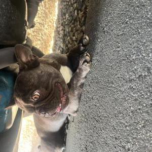 Lost Dog toto