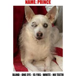 Lost Dog Prince Garcia