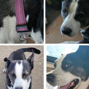 Lost Dog Akuma