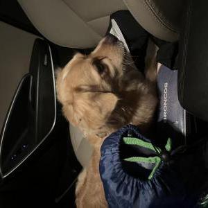 Found Dog Unknown