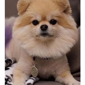 Lost Dog Nala