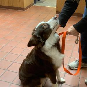 Found Dog Unknown