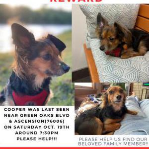 Lost Dog Cooper