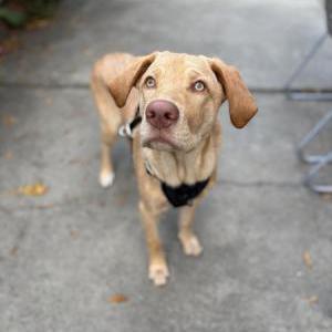 Found Dog Unknown