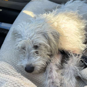 Lost Dog Unknown