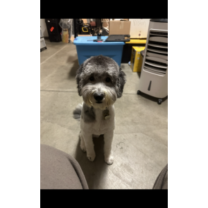 Lost Dog Sargeant