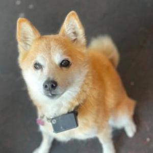 Lost Dog Ru