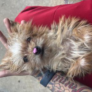 Lost Dog Bentlee Jay