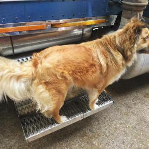 Lost Dog Big Boy