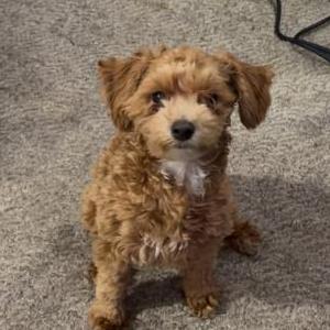 Lost Dog Karmie