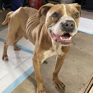Found Dog Unknown