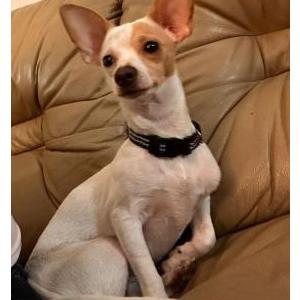Found Dog Unknown