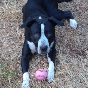 Image of Tyson, Lost Dog