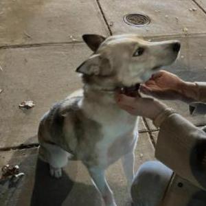 Found Dog Unknown