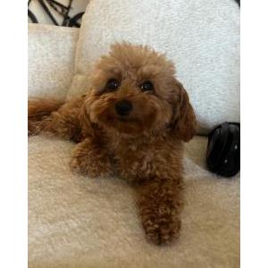 Lost Dog Martha