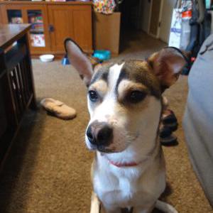 Lost Dog Tucker