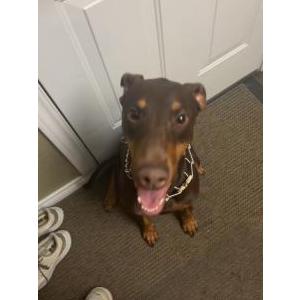 Found Dog Unknown