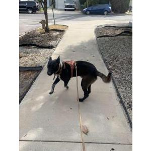 Lost Dog Benny