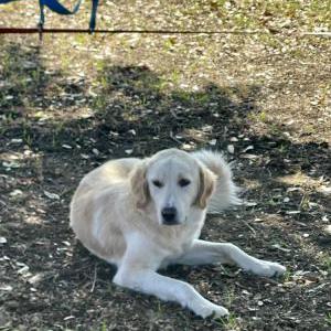 Found Dog Unknown