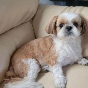 Lost Dog Coco