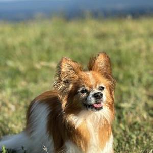 Lost Dog Jade