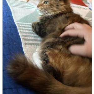 Image of Tiger Lily, Lost Cat