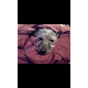 Lost Dog Rocket