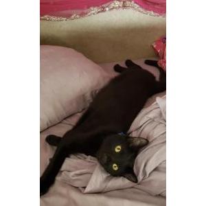Image of Wonton, Lost Cat