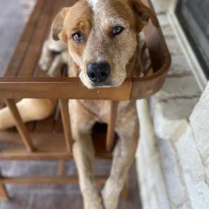 Lost Dog Sailor