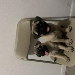 Lost Dog Bozly and Bozlo pugs