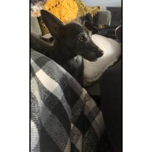 Image of Bella, Lost Dog