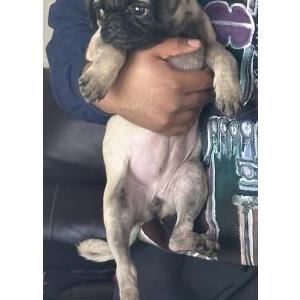 Lost Dog Coco