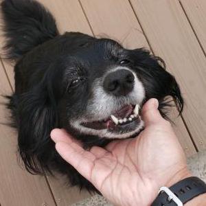 Lost Dog Rabina