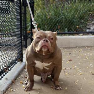 Lost Dog Ace