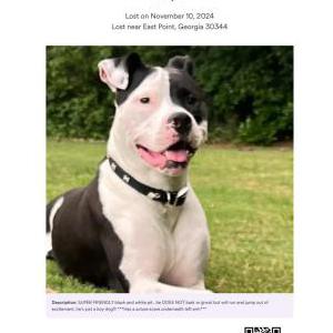 Lost Dog Kayo