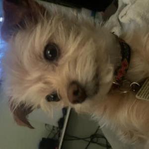 Lost Dog Pickles