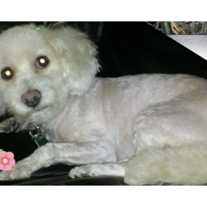 Lost Dog Daisy