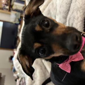 Lost Dog Jade