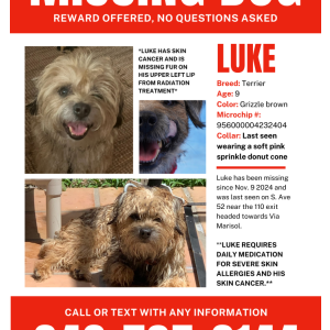 Lost Dog Luke