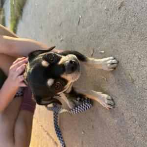 Found Dog Unknown