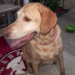 Image of Unknown, Found Dog