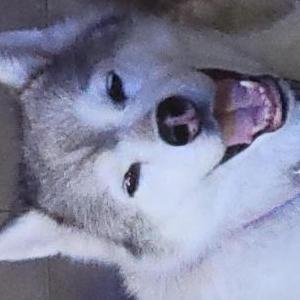 Lost Dog MIA