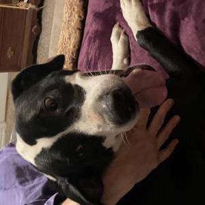 Found Dog Unknown