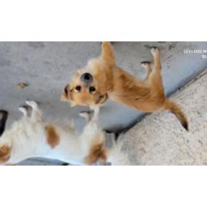 Lost Dog Chata