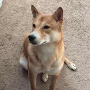 Lost Dog Chia