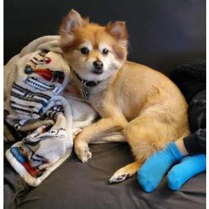 Lost Dog Opie Ferree