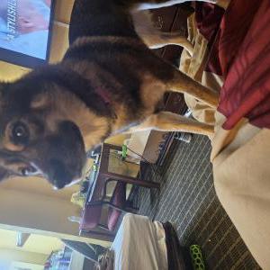 Lost Dog Kira