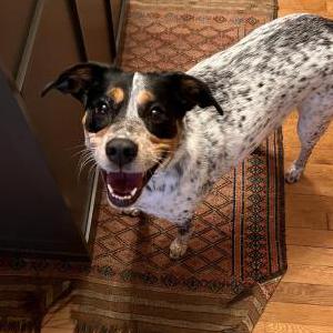Found Dog Unknown