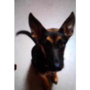 Found Dog Unknown
